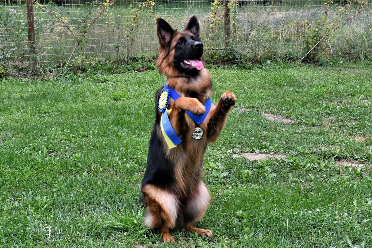 ADORABLE, Long Hair German Shepherd Puppies! breeder image 22