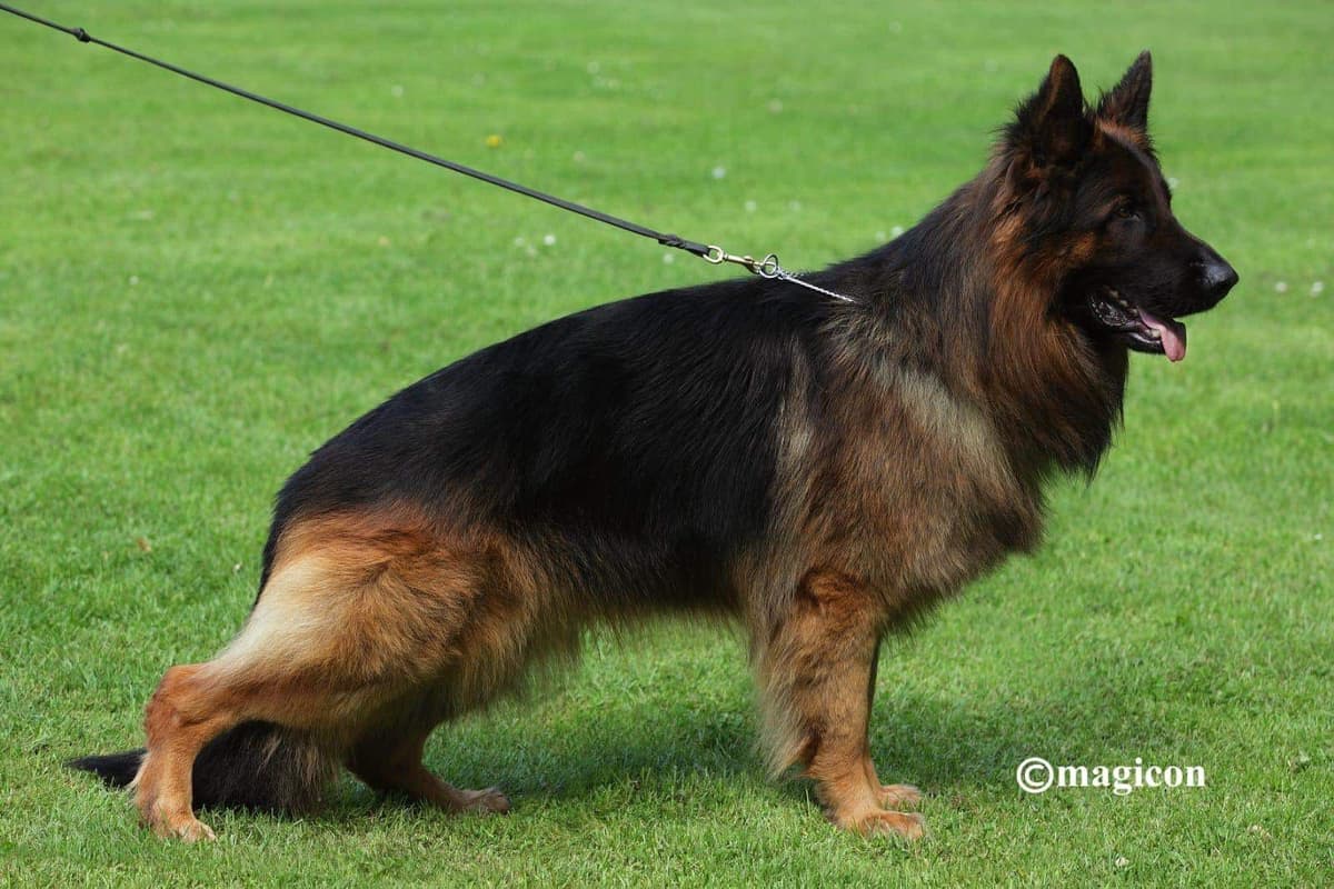 ADORABLE, Long Hair German Shepherd Puppies! breeder image 21