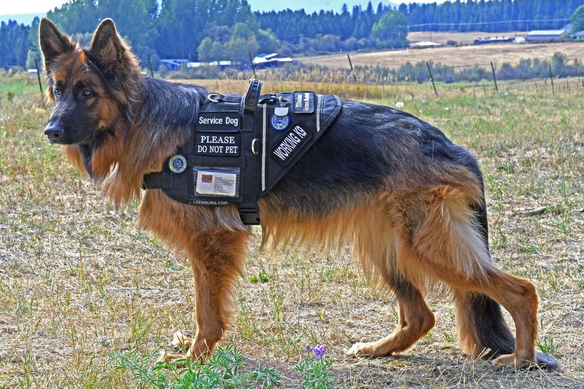 ADORABLE, Long Hair German Shepherd Puppies! breeder image 10