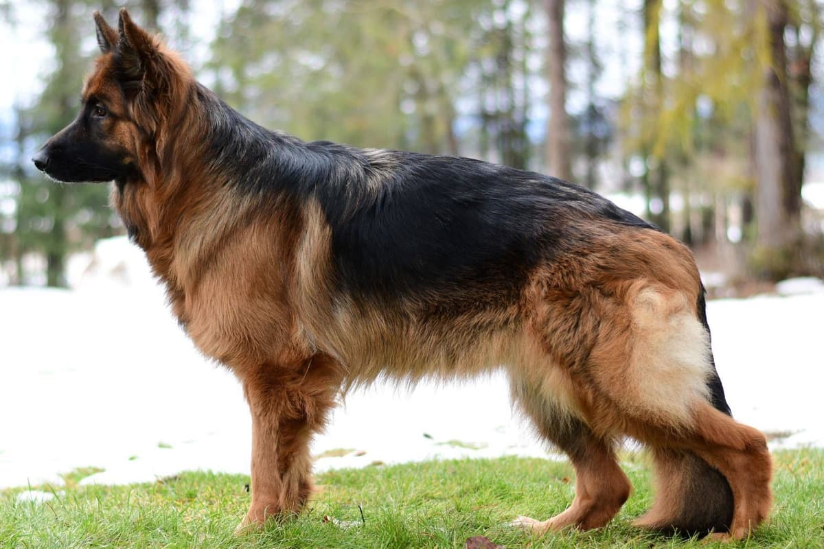 ADORABLE, Long Hair German Shepherd Puppies! breeder image 25