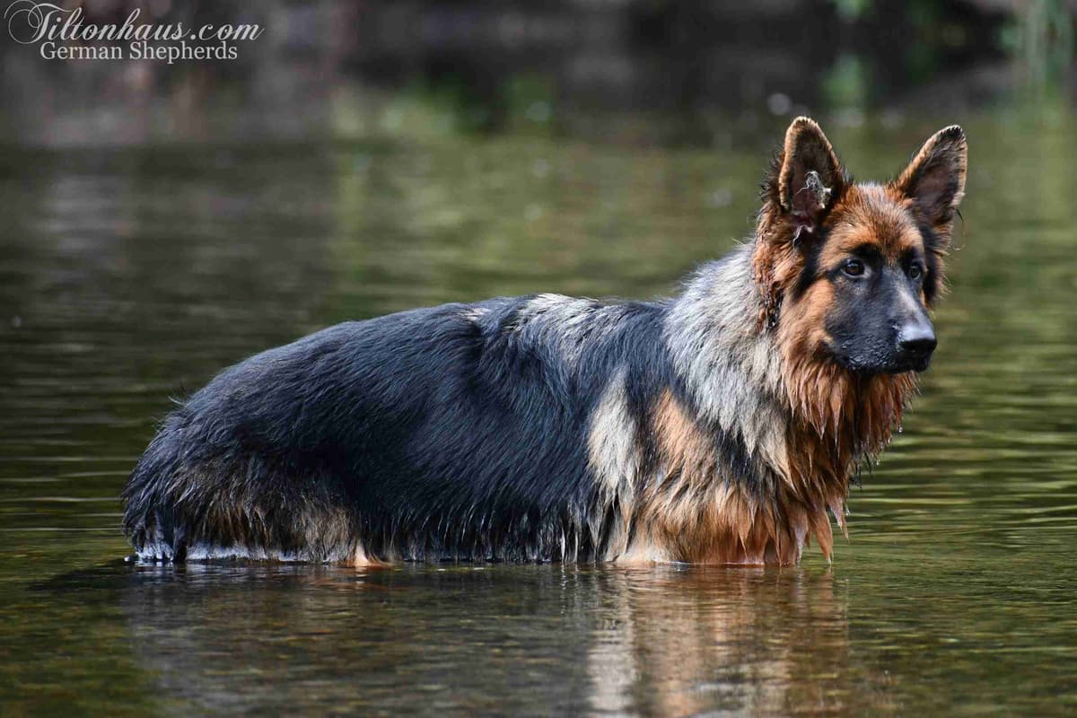 ADORABLE, Long Hair German Shepherd Puppies! breeder image 23