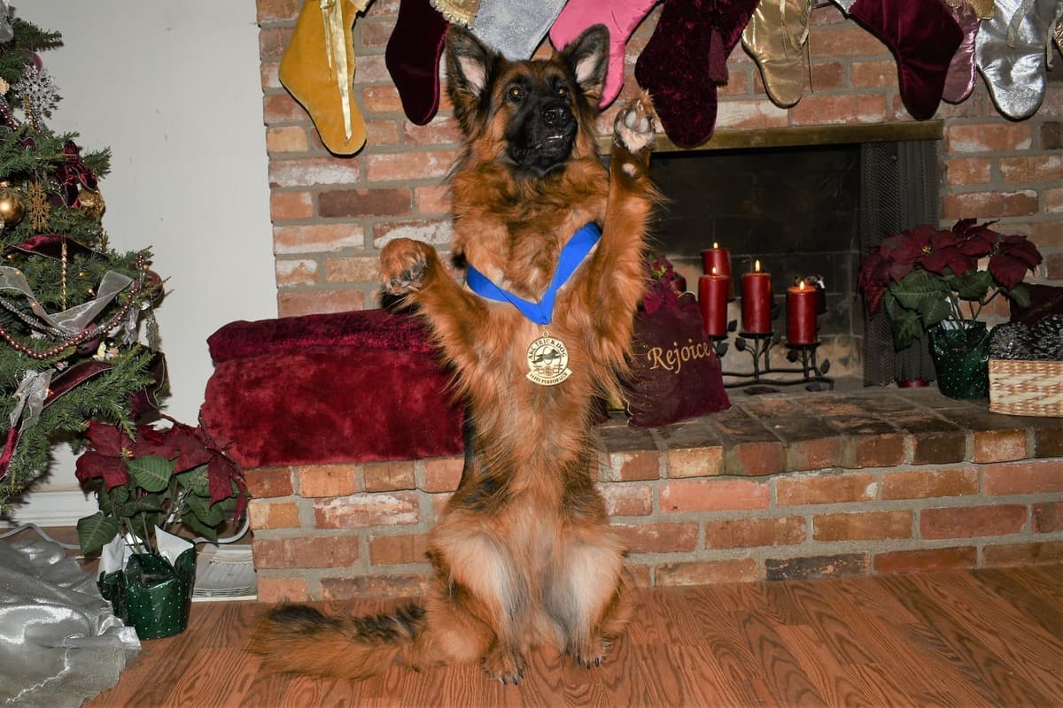 ADORABLE, Long Hair German Shepherd Puppies! breeder image 26