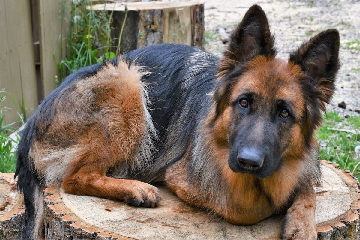ADORABLE, Long Hair German Shepherd Puppies! breeder image 27