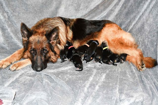 ADORABLE, Long Hair German Shepherd Puppies! media 5