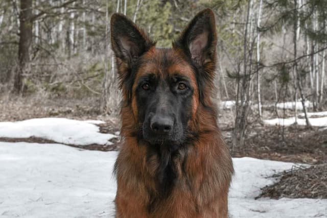ADORABLE, Long Hair German Shepherd Puppies! media 4