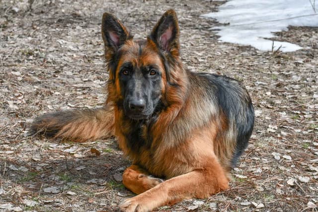 ADORABLE, Long Hair German Shepherd Puppies! media 6