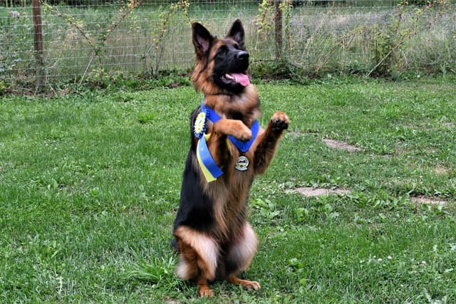 ADORABLE, Long Hair German Shepherd Puppies! media 7