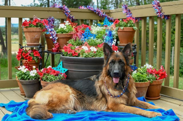 ADORABLE, Long Hair German Shepherd Puppies! media 8