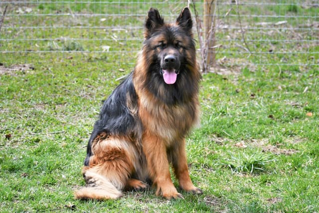 ADORABLE, Long Hair German Shepherd Puppies! media 9