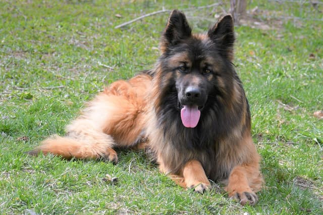 ADORABLE, Long Hair German Shepherd Puppies! media 10