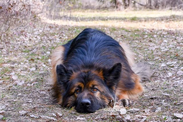 ADORABLE, Long Hair German Shepherd Puppies! media 11