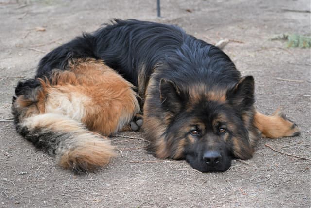ADORABLE, Long Hair German Shepherd Puppies! media 12