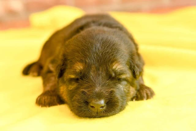 ADORABLE, Long Hair German Shepherd Puppies! media 14