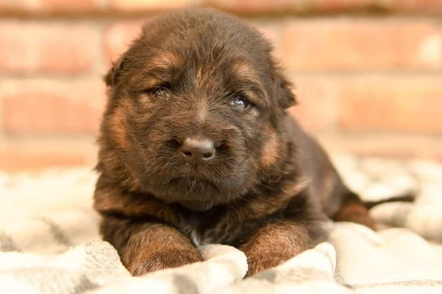 ADORABLE, Long Hair German Shepherd Puppies! media 13