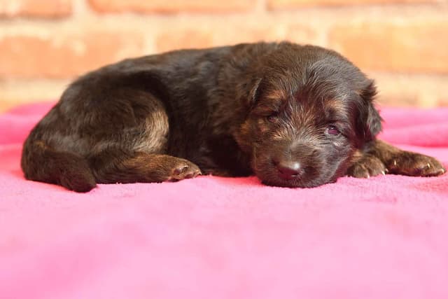 ADORABLE, Long Hair German Shepherd Puppies! media 15