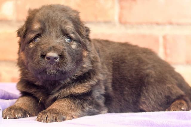 ADORABLE, Long Hair German Shepherd Puppies! media 16