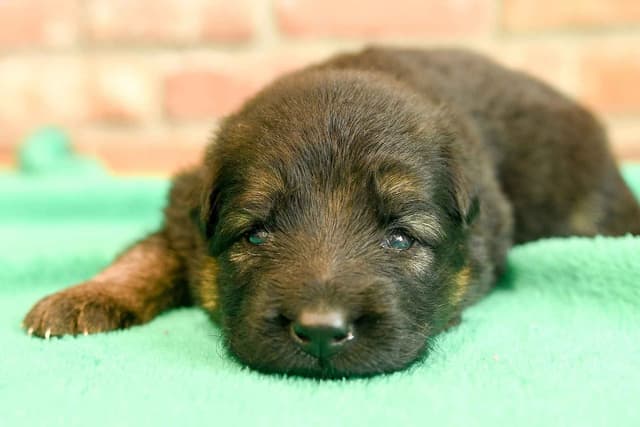 ADORABLE, Long Hair German Shepherd Puppies! media 18
