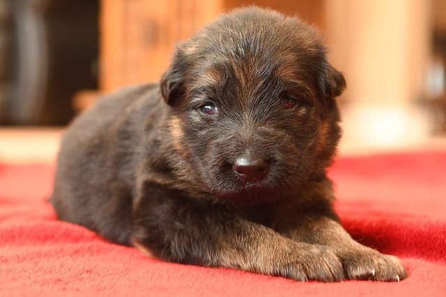ADORABLE, Long Hair German Shepherd Puppies! media 17