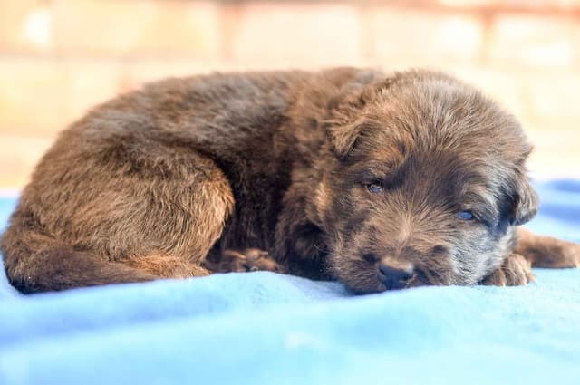 ADORABLE, Long Hair German Shepherd Puppies! media 20