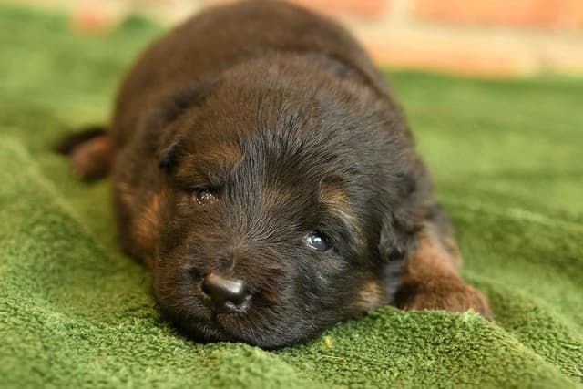 ADORABLE, Long Hair German Shepherd Puppies! media 21