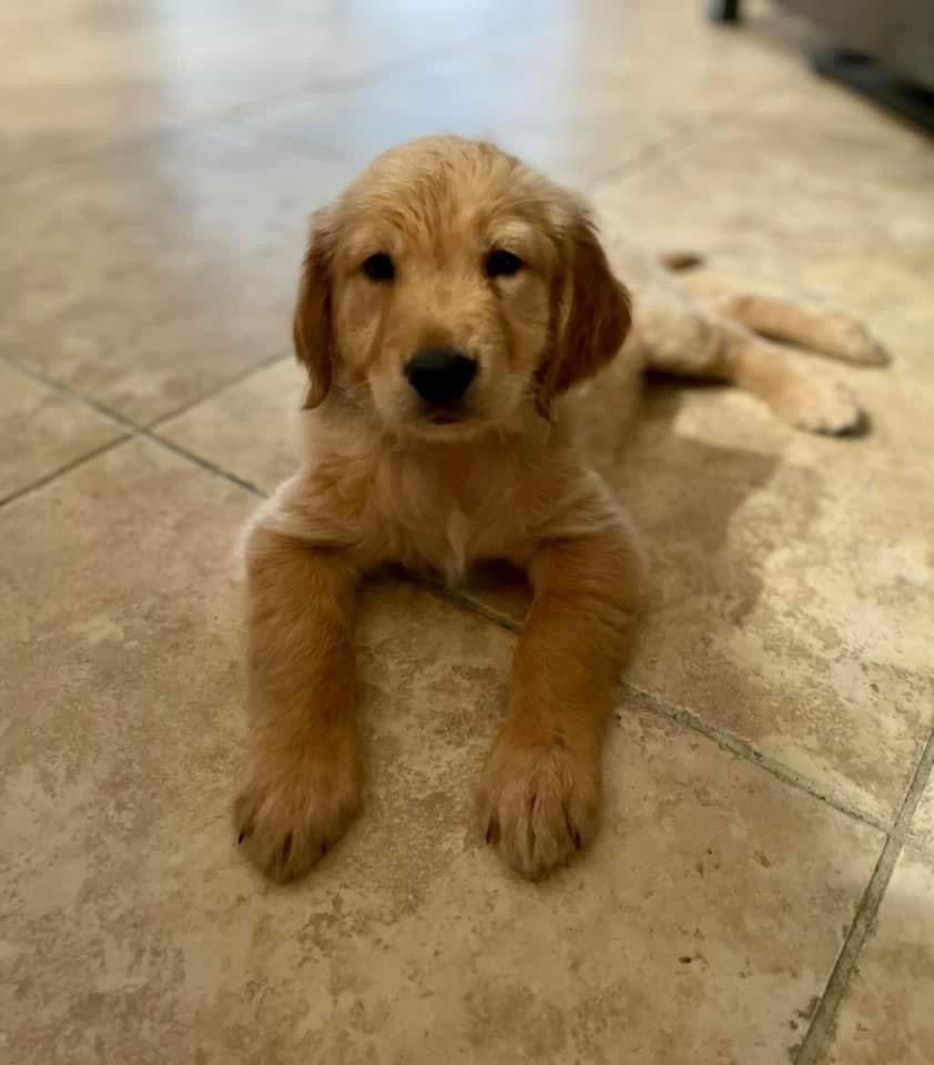 Golden Retriever Puppies breeder image 1