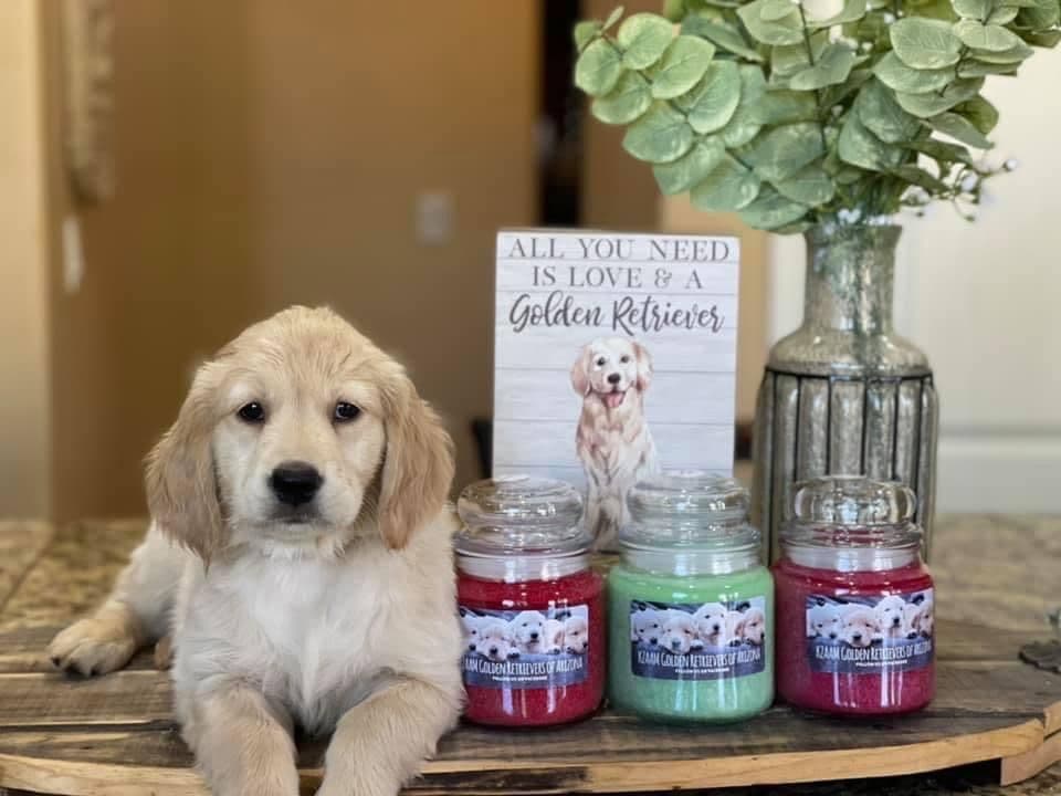 Golden Retriever Puppies breeder image 2