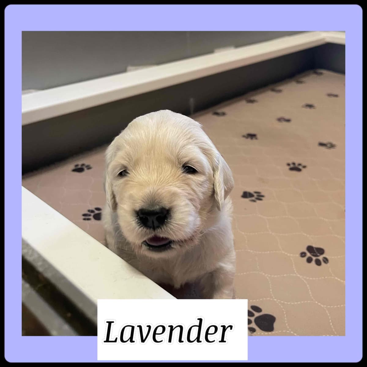 Golden Retriever Puppies breeder image 3