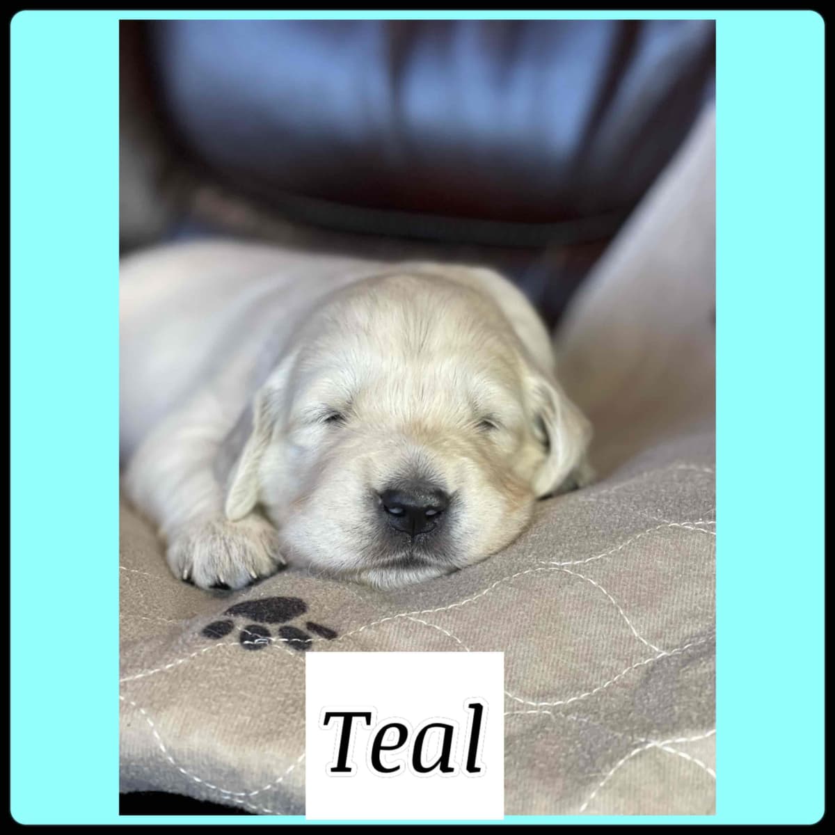Golden Retriever Puppies breeder image 4