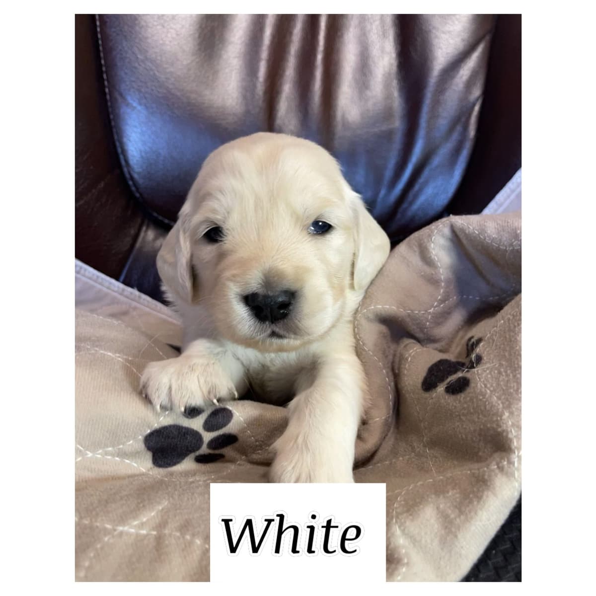 Golden Retriever Puppies breeder image 5