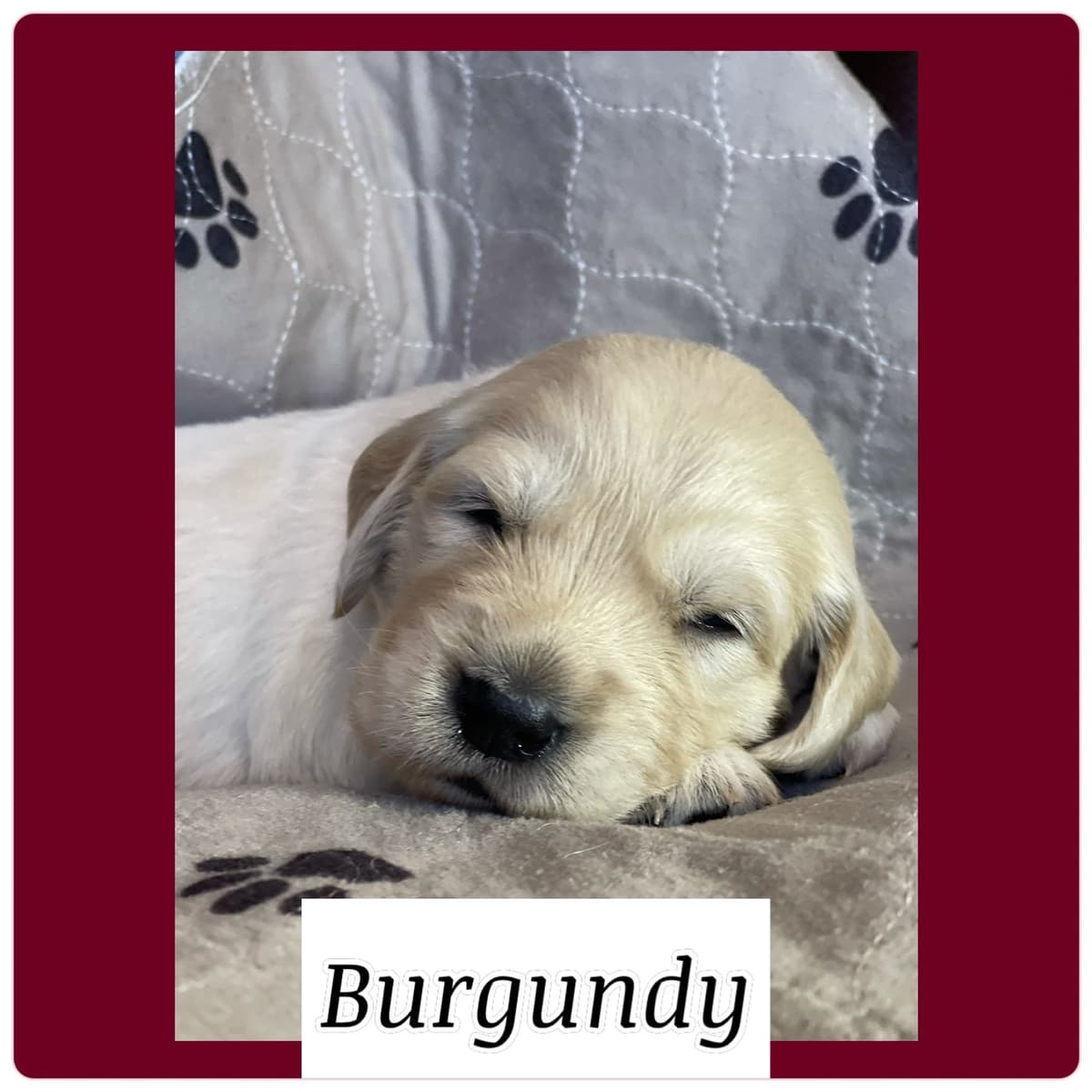 Golden Retriever Puppies breeder image 6