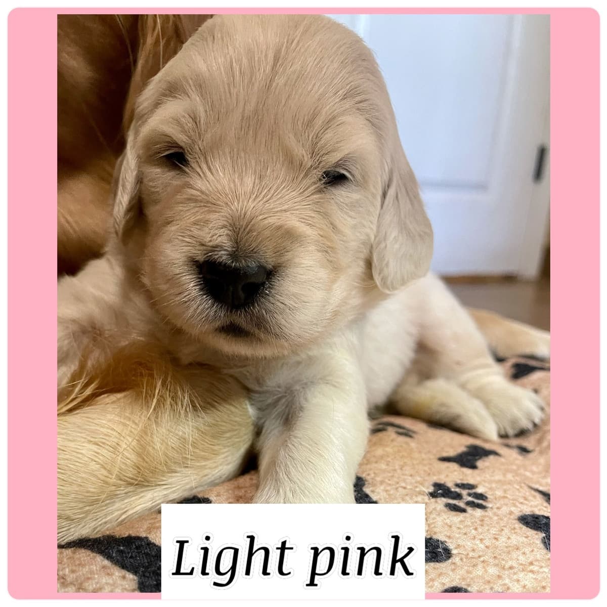 Golden Retriever Puppies breeder image 7