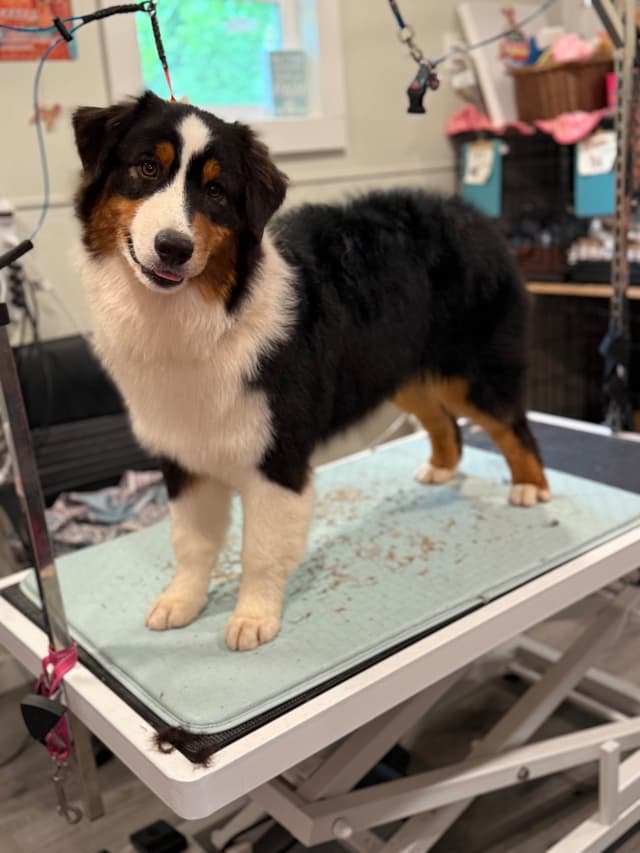 Australian Shepherd Puppies media 2