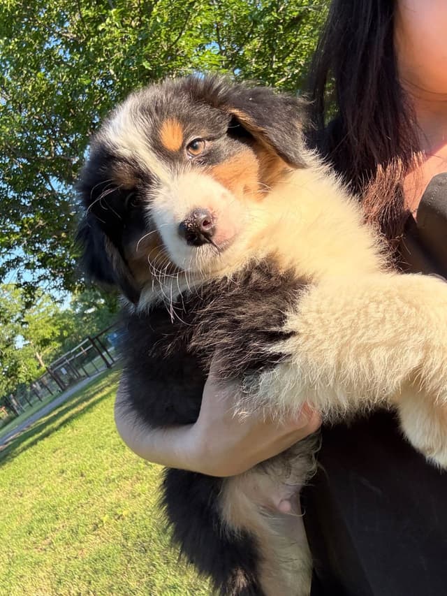 Australian Shepherd Puppies media 2
