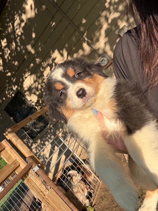Australian Shepherd Puppies media 3