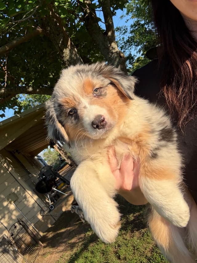 Australian Shepherd Puppies media 4