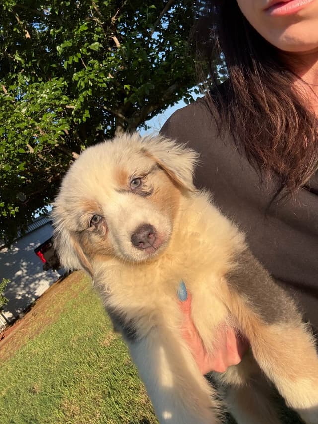 Australian Shepherd Puppies media 5