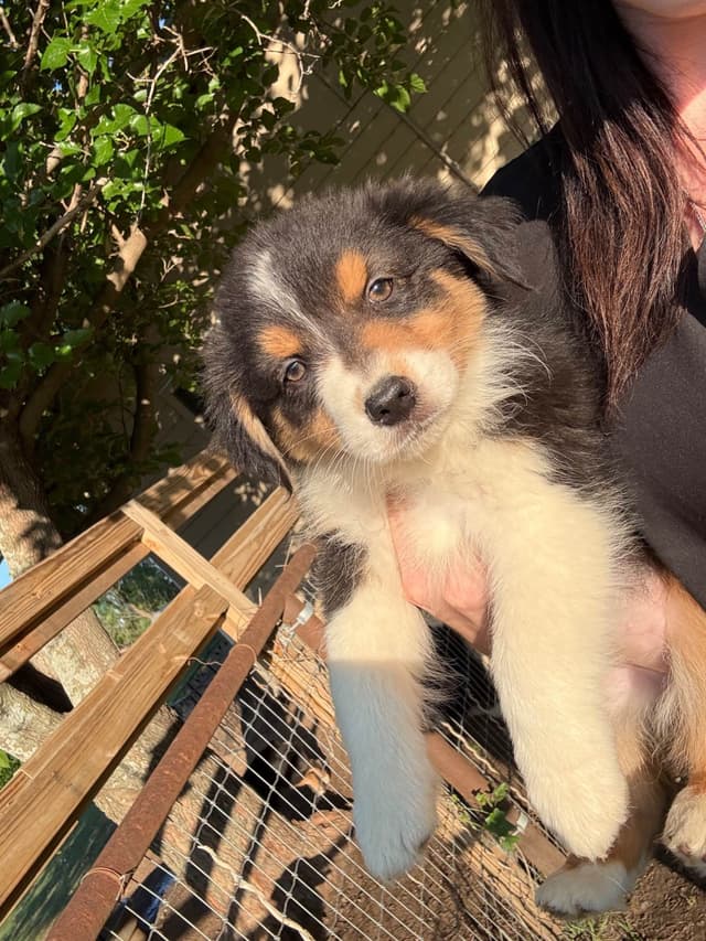 Australian Shepherd Puppies media 6
