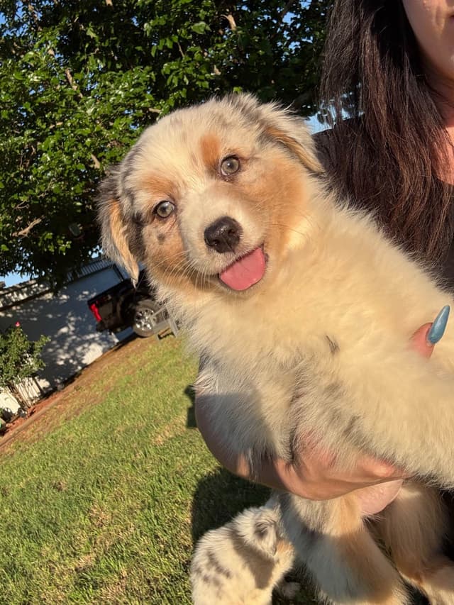 Australian Shepherd Puppies media 7