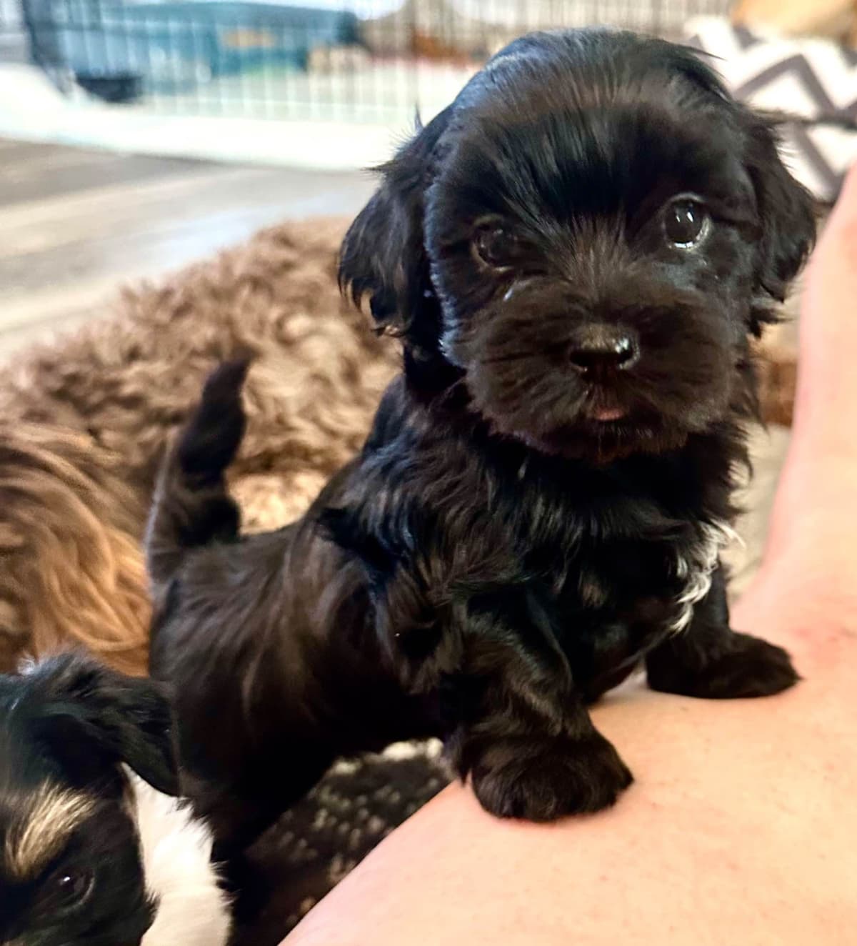 Havanes Puppies, OFA Health Tested, ready to go home July 10th breeder image 3