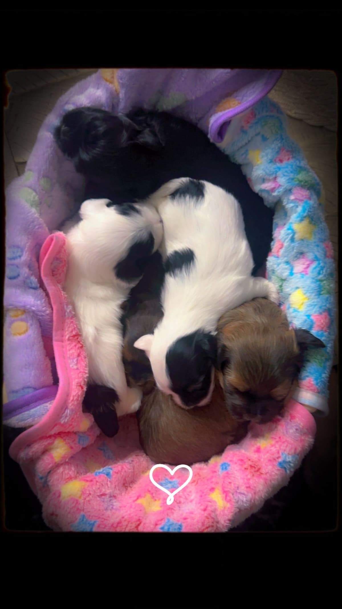 Havanes Puppies, OFA Health Tested, ready to go home July 10th breeder image 2