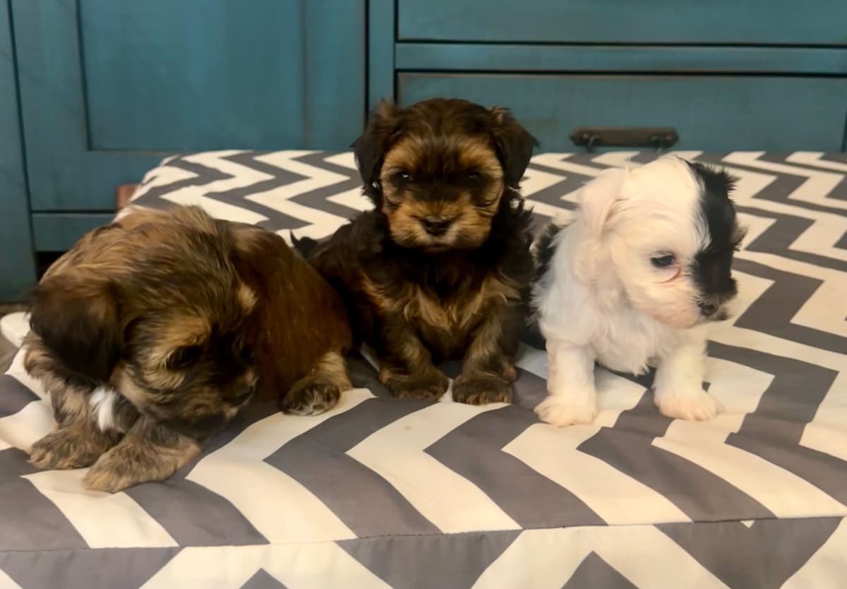 Havanes Puppies, OFA Health Tested, ready to go home July 10th breeder image 4