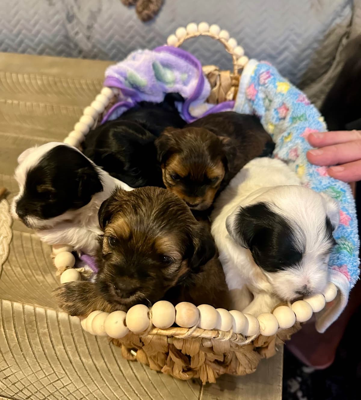 Havanes Puppies, OFA Health Tested, ready to go home July 10th breeder image 5