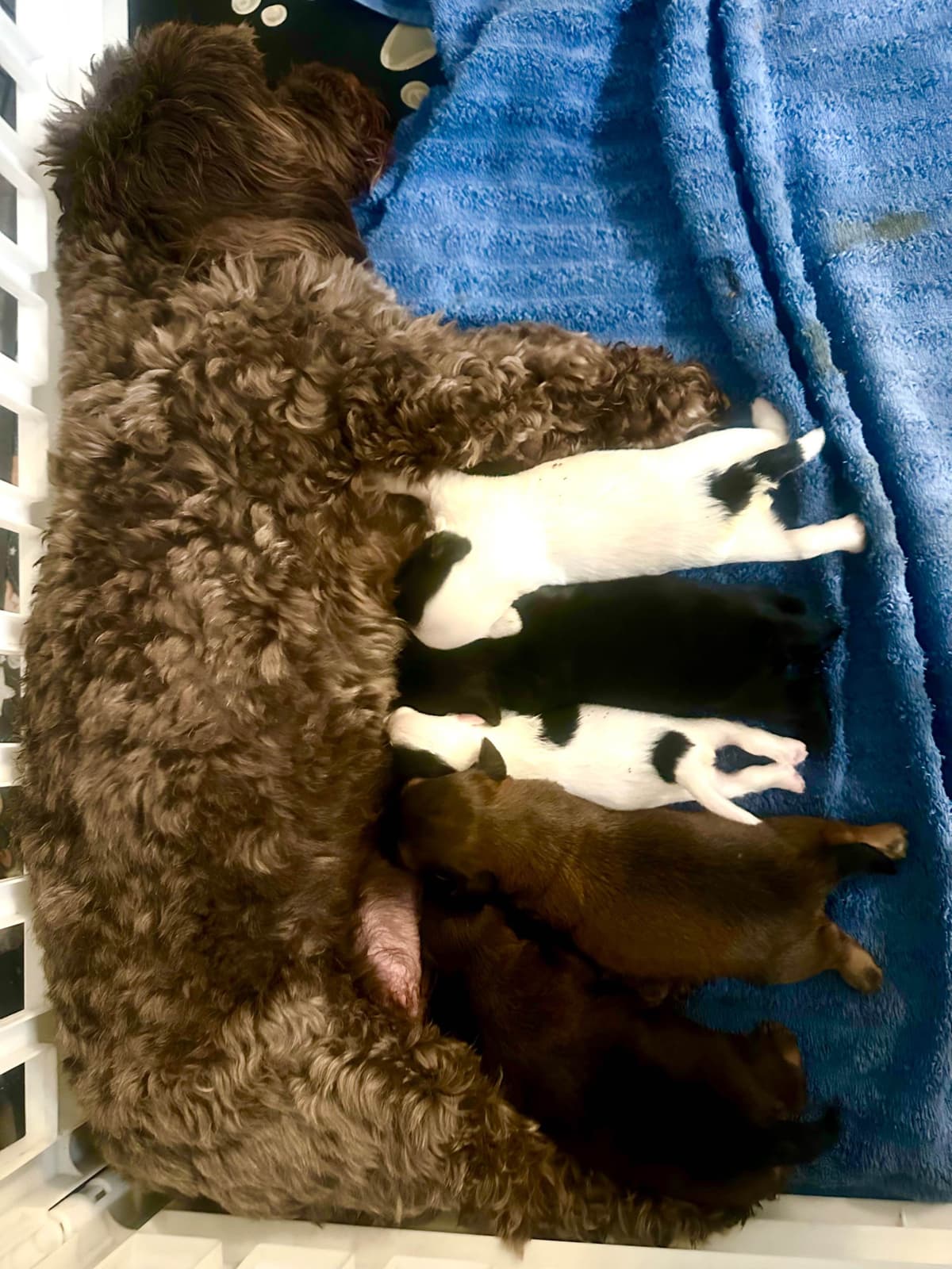 Havanes Puppies, OFA Health Tested, ready to go home July 10th breeder image 6