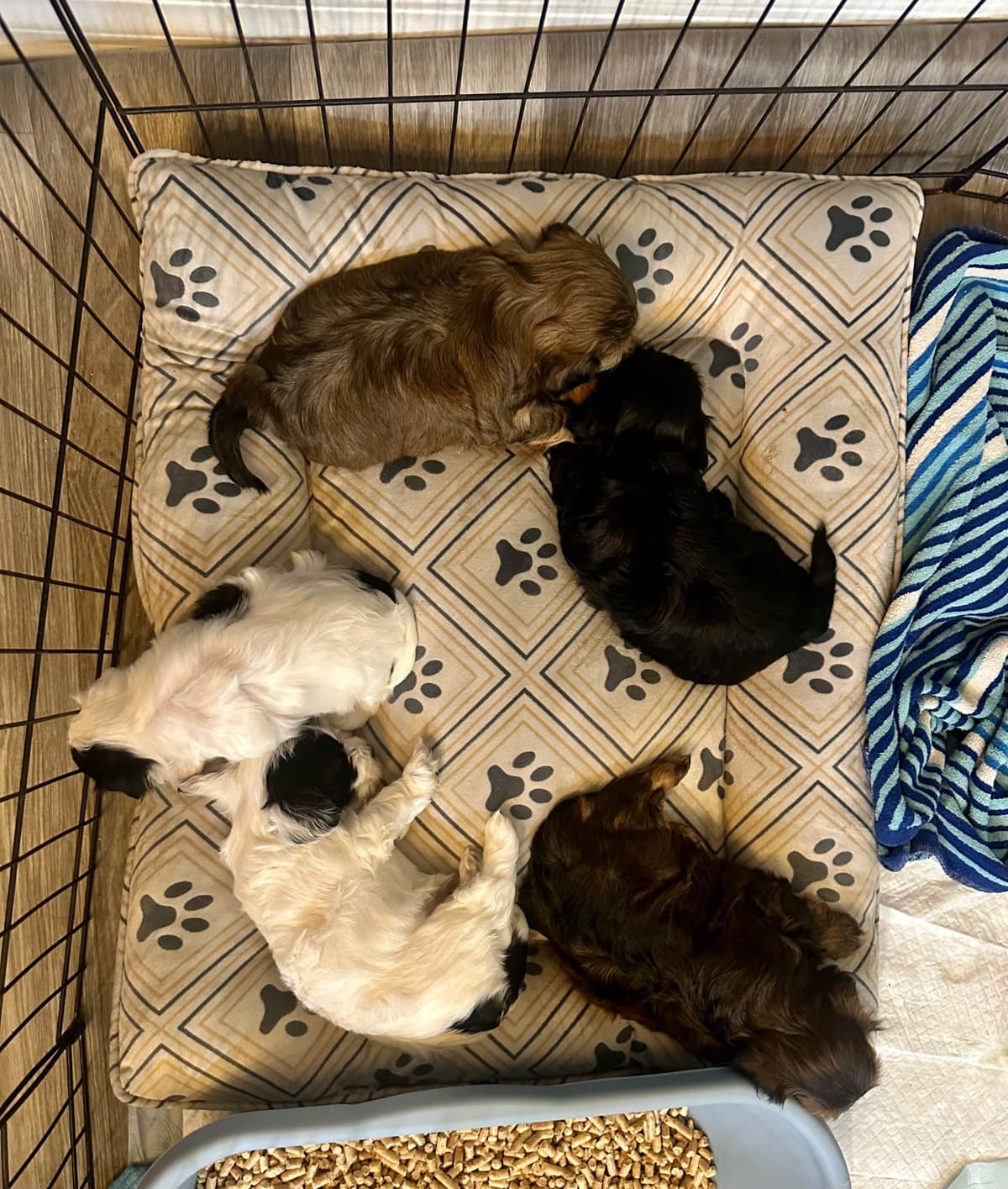 Havanes Puppies, OFA Health Tested, ready to go home July 10th breeder image 7