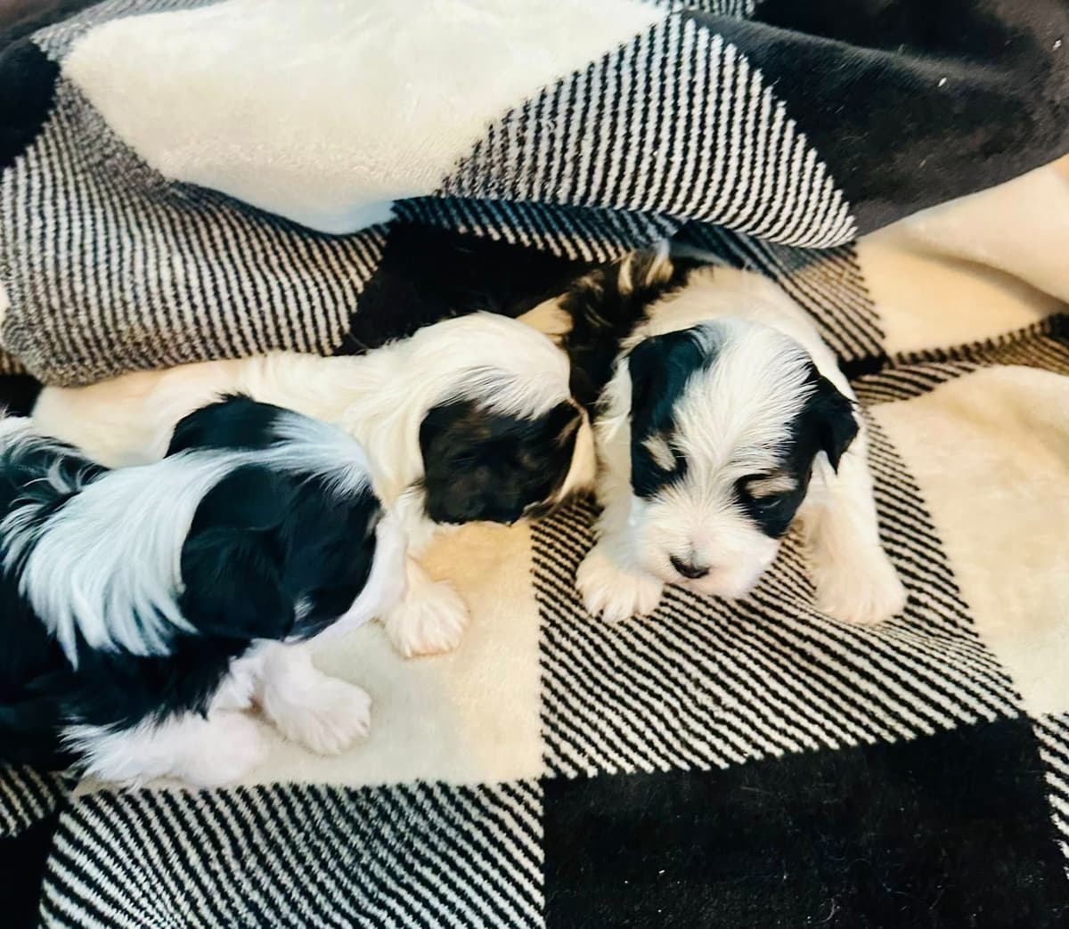 Havanes Puppies, OFA Health Tested, ready to go home July 10th breeder image 15