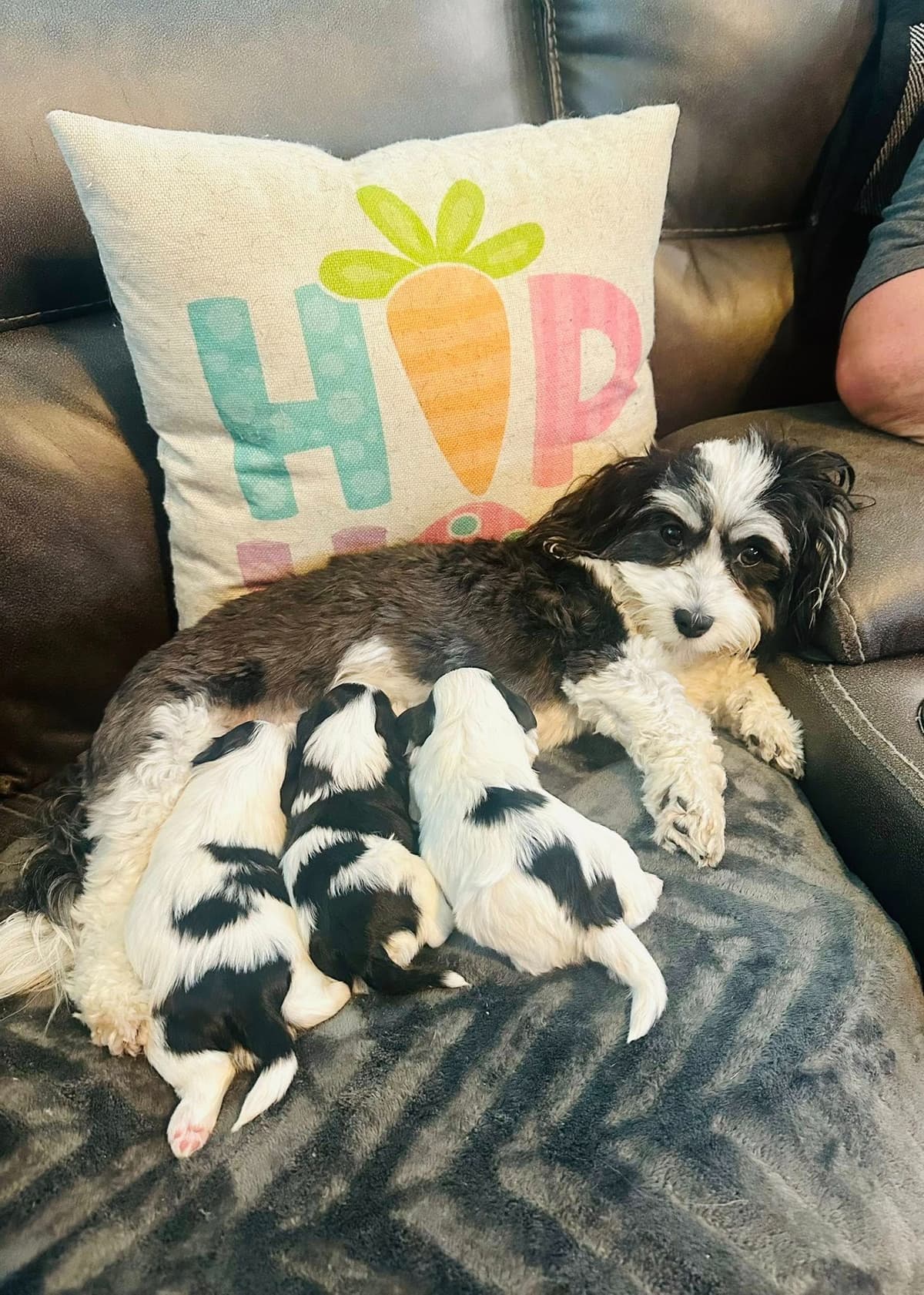 Havanes Puppies, OFA Health Tested, ready to go home July 10th breeder image 14