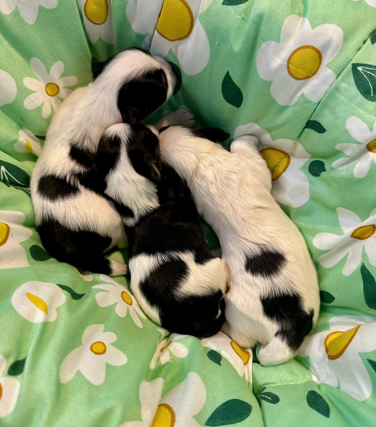 Havanes Puppies, OFA Health Tested, ready to go home July 10th breeder image 12