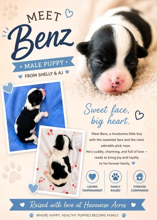Havanes Puppies, OFA Health Tested, ready to go home July 10th media 6
