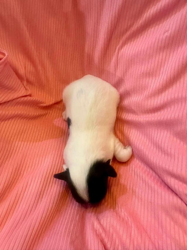 Havanes Puppies, OFA Health Tested, ready to go home July 10th media 9