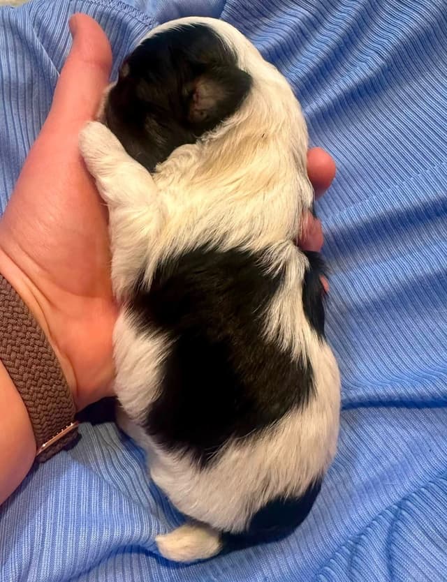 Havanes Puppies, OFA Health Tested, ready to go home July 10th media 12